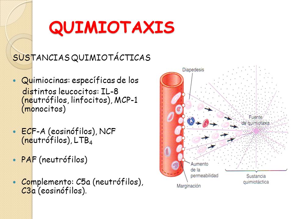 QUIMIOTAXIS DEFINICION PDF DOWNLOAD QUIMIOTAXIS DEFINICION PDF DOWNLOAD